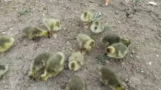 Gurk kaz  ve yavruları