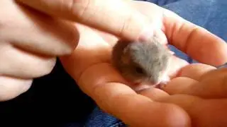 Мята (Phodopus Catnip) балдеет...
