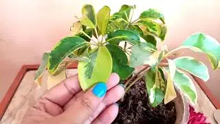 Schefflera umbrella plant (  Arboricola   Actinophylla  etc  )  care tips