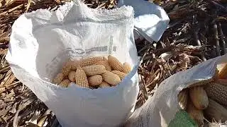 TASPISCANDO MAIZ  YA DESTUSADO 