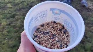 Pigeons do a Mr. Beast challenge for Nancy's yogurt! #pigeon #bird #nature