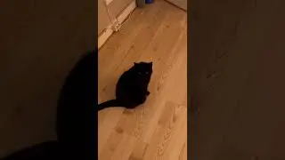Queenie geeft een springkopje