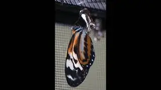 Mechanitis polymnia ssp. kayei emerges, T&T Maraval, 1st June 2023