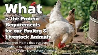 The Protein Requirements for our Poultry & Livestock Animals