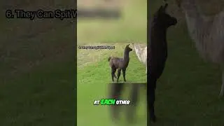 Альпаки плюются: почему они это делают и как этого избежать!