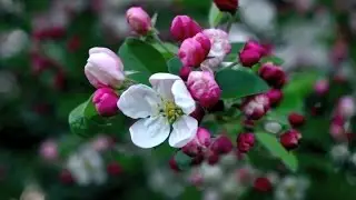 Cinematic Spring (Nature Video) | Quinzenth