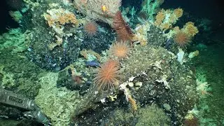 Deep-Sea Coral Reef Discovered in the Gal&aacute;pagos with Alvin!