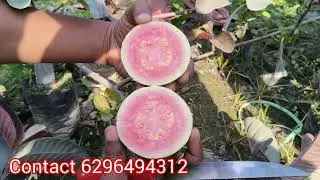 Red king guava fruit plant available for all over india delivery contact 6296494312