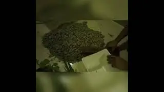 Save Plants || Save Earth || Nature || Go Green || Mexican Mint || Aloe vera