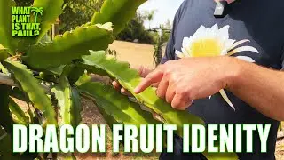 HOW TO IDENTIFY YOUR DRAGON FRUIT / CHARACTERISTICS and TRAITS / NO I.D., NO PROBLEM
