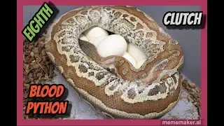 Druid x Pollen Blood Python Clutch!