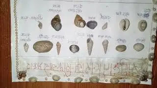 Seashell project=[$Djrking$].