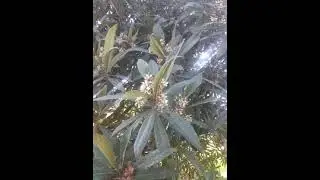 Loquat Fruit Eriobotrya japonica | Benefits of Loquat لوکاٹ کے فائدے |How to make Loquat Juice| Agri