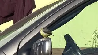 Narcissus the Wagtail