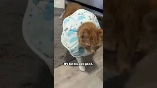 Can a cat curse?#shorts#cats#funny#humor#animals