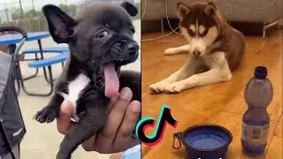 Giving SPARKLING WATER to my Dog | SPOILER ALERT: they don't like it! | TIKTOK COMPILATION