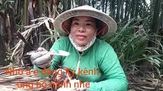 Xem gái miền tây lội sông chặt dừa nước tại cần giuộc Long An.