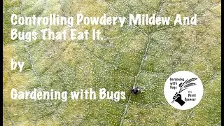 Controlling Powdery Mildew And Bugs That Eat It