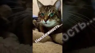 Всё,что ни делается #cat #видосыоткота #кот #веселыекоты #юмор