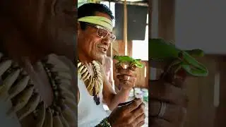 Why Kambo is Known as 'Warrior Medicine' 🐸 #kambo