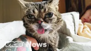 RIP Lil Bub: This Is What Happens When Famous Pets Die
