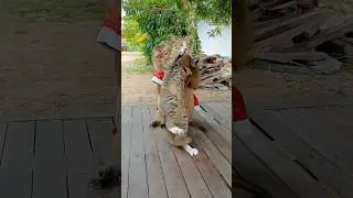 You Won't BELIEVE How Gentle This SokYaa Is While Grooming Cat