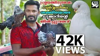 അരുമ പ്രാവുകളുടെ കളിതോഴൻ ചുമ്മാർ|Pigeon malayalam|Oru adaar pets story