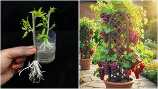 Growing grape plant from stem at home | Simple method for beginners