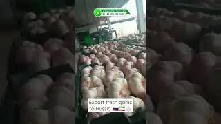 packaging of fresh garlic for export to Russia 🇷🇺🇮🇷🧄