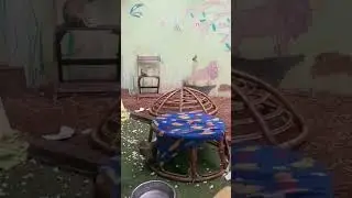 Orphan baby Vervets having fun at Monkey Helpline Rehabilitation Centre.(4)