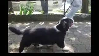 Olaf Welsh Corgi Cardigan puppy training