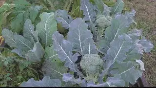 Growing fresh produce in the garden for Christmas Dinner