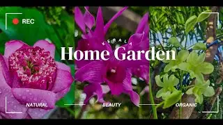 Exploring the Vibrant Beauty of Kerala's Home Garden Flowers 🌸 | A Colorful Tour of Nature's Best