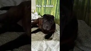Susu the dog has made a decision... #shorts #dog #cat #pets #animals #funny