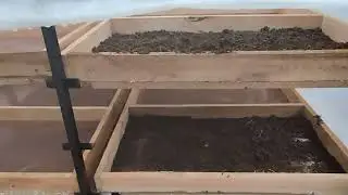 Black Soldier Flies larvae being dried!