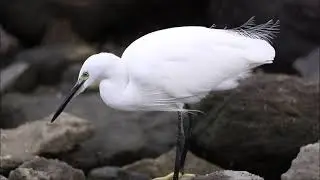 Малая белая цапля (лат. Egretta garzetta garzetta) / Little Egret.