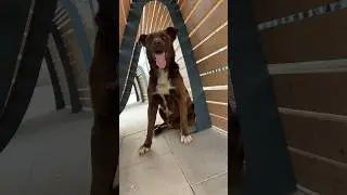 Леха друг🐾🐕