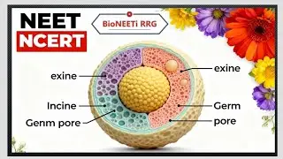 Pollen Grain Structure - NEET NCERT Easy Notes - Sexual Reproduction In Flowering Plants