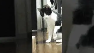 Even more Cat GIFs (on the internet)