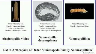 List of Arthropoda of Order Stomatopoda Family Nannosquillidae. shrimp mantis pardus vicina Bolger