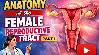 ANATOMY OF THE FEMALE REPRODUCTION TRACT // OBG // 4TH YEAR