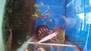 &gamma;&alpha;&rho;&iota;&delta;&alpha; &alpha;&mu;&alpha;&nu;&omicron; Caridina japonica