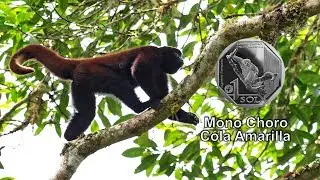 Moneda alusiva al Mono Choro Cola Amarilla