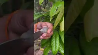 World's fruit peeling #usa #tropicalfruit #fruitsworld #fruitcutting #fruit #fruitnation