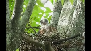 Japanese Sparrow hawk nestling
