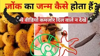 आज तो जोक का पूरा खजाना मिला पूरी सड़क पर जोक ही जोक जोंक का जीवन चक्र | Leech Life Cycle