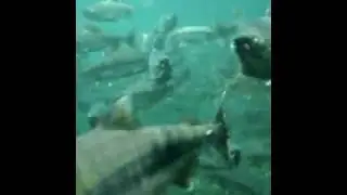 Wild BC Salmon under water video