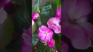 #Beautiful balsom##