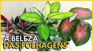 PLANTAS QUE SE DESTACAM PELA BELEZA DAS FOLHAS