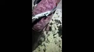 Underwater Treasure Hunt Begins! / 水中トレジャーハント開始！